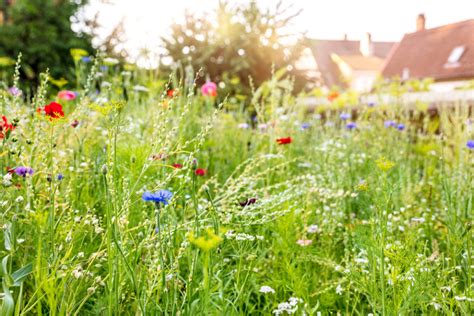 How To Turn Your Lawn Into A Wildflower Meadow And Why You Should