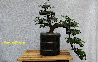 Bonsai Asem Jawa Unik Aneka Ragam Bentuk Bonsai