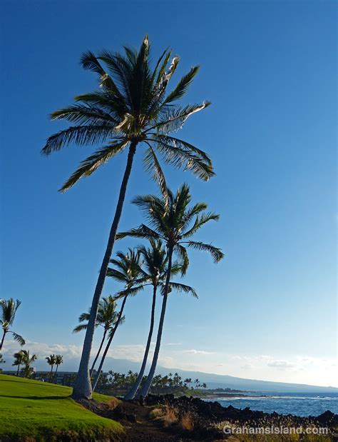 palm trees   coast grahams island