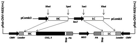 The Schematic Diagram Of The Recombinant Antibody Construct The