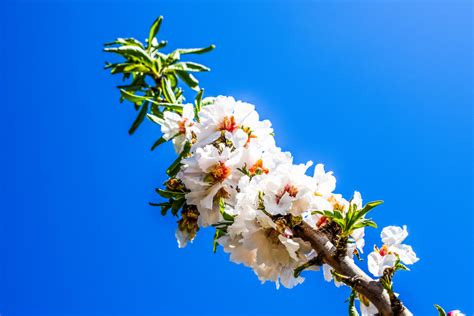 图片素材 树 性质 科 厂 水果 花瓣 弹簧 生产 植物学 盛开 植物群 樱花 花卉 灌木 亮 宏观摄影