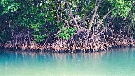 Mangue de Botão Conocarpus Erectus: Características | Mundo Ecologia