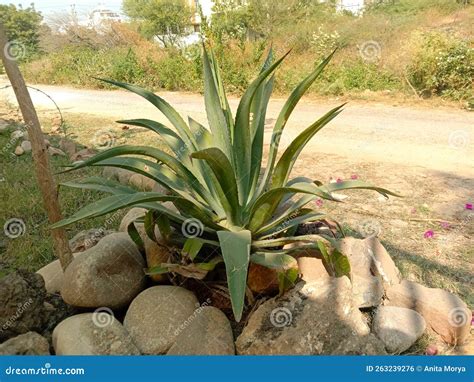 Planta Decorativa Agave Salmiana O Pulque Agave Foto De Archivo