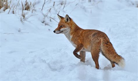 Red Fox Abundance & Population | Wildlife Online