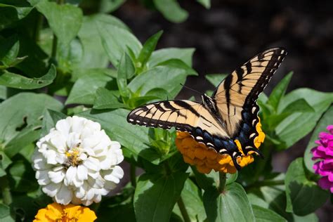 Tiger Swallowtail Butterfly Lowell Mi Vaughn Morrison Flickr