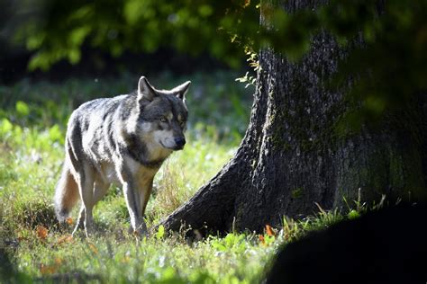 Haut Doubs Pr Dation Du Loup Prot Geons Les Troupeaux Avant De