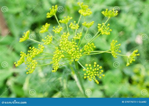 Dill flower stock image. Image of aromatic, herb, natural - 27077673