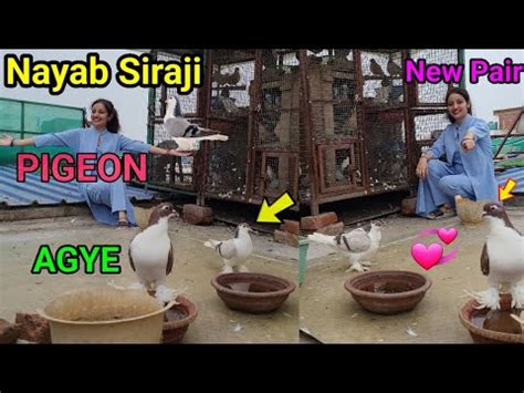 New Pigeon Video Naye Kabutar Agye New Pigeon Training Siraji