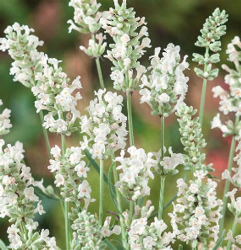 Ellagance Snow Lavender Seeds