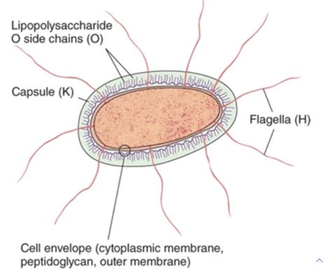 Ch 13 Enterobacteriaceae Salmonella Shigella E Coli Flashcards