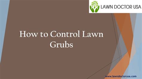 PPT - How to Control Lawn Grubs PowerPoint Presentation, free download - ID:11919995