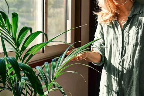 How To Clean Houseplant Leaves The Right Way Plantglossary