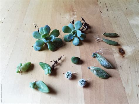 "New Succulent Growth" by Stocksy Contributor "Holly Clark" - Stocksy