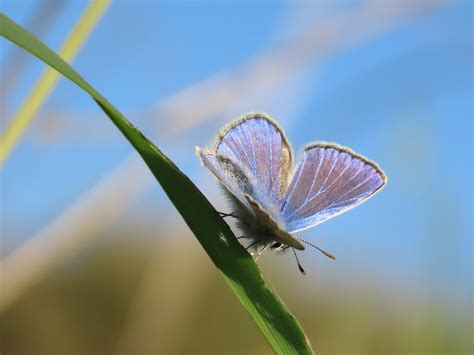 Nature Israel Butterfly - Free photo on Pixabay - Pixabay