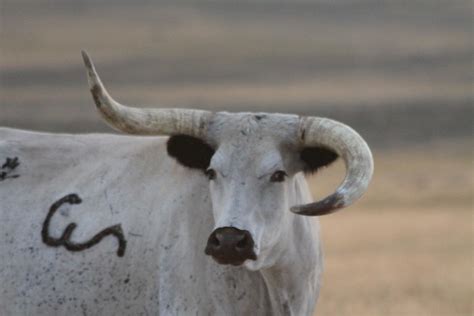 Curved Horns Photograph By Carole Martinez