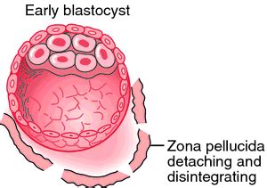 Zona pellucida | definition of zona pellucida by Medical dictionary