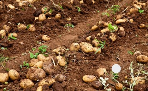 Potato Production In Key Production Areas Of India Affected By