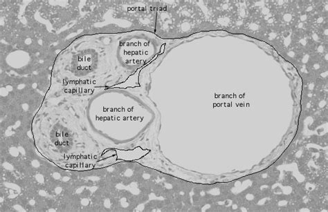 Hls Liver Gall Bladder And Pancreas Liver Large Portal Triad