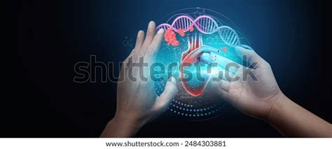 cardiac anatomy cardiovascular function  digital stock