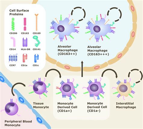 Cigarette Smoke Exposure And Alveolar Macrophages Mechanisms For Lung