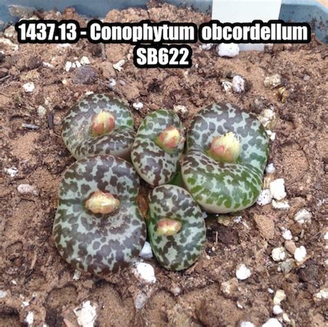 Conophytum Obcordellum SB622 1437 13 Mesa Garden