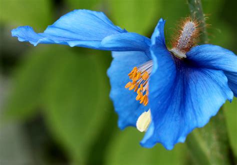 Blue Flower Himalayan Blue Poppy Meconopsis Betonicifolia Siv