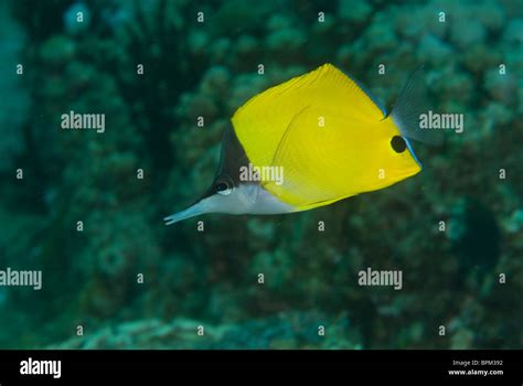 Longnose Butterflyfish Hi Res Stock Photography And Images Alamy