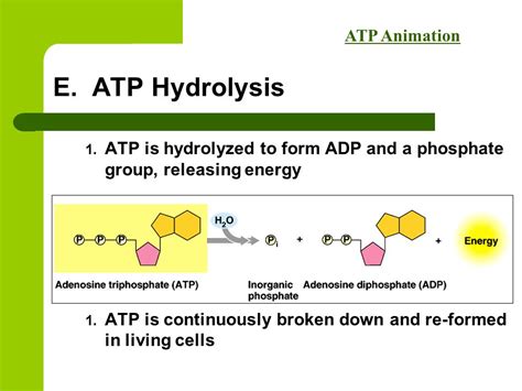 Hydrolysis Of Atp