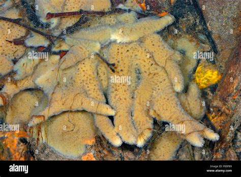 Pond Sponge Freshwater Sponge Spongilla Lacustris Under Water Stock