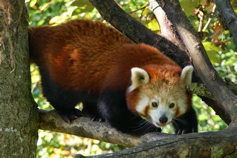 Life in the Cenozoic Era: Red Panda (Ailurus fulgens)