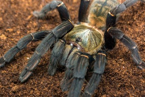 Haplopelma Hainanum Tarantula Stock Image Image Of Hainan Earth