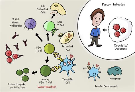 Bioinformatics And Other Bits Covid And T Cell Immunity