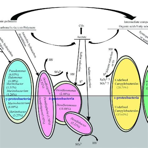 Schematic Diagram Of The Ecosystem Involving Dominant Microbial