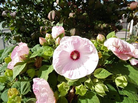 Perennial Hibiscus Seeds Mix – Deva's Gardens