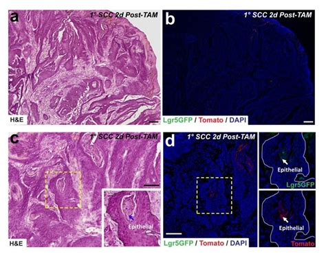 Clonal Expansion Of Cells Derived From Lgr Expressing Cells Is Not