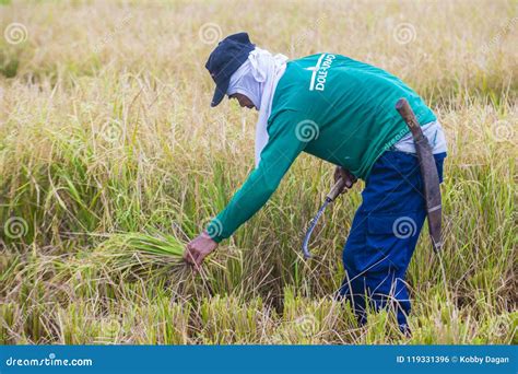 Rice Farmers In The Philippines