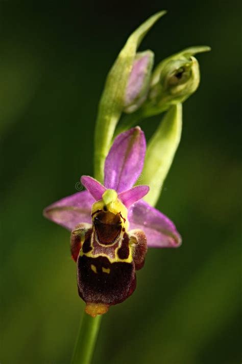 Detalhe De Orqu Dea De Abelha Da Flor Do Rosa Selvagem Karpaty