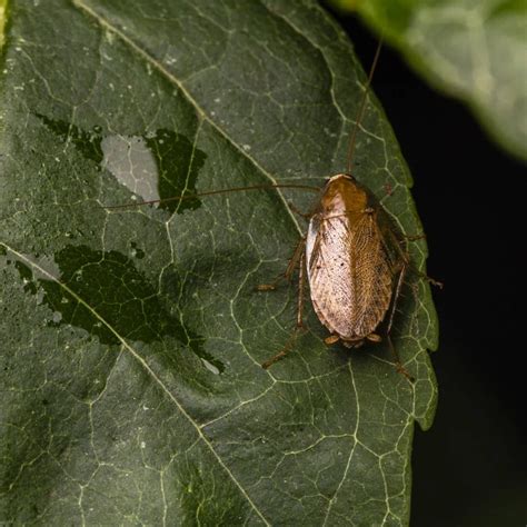 Comment se débarrasser des cafards de jardin pour toujours Astuces de