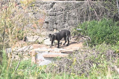 Slobodna Dalmacija Kakva kazna čeka splitskog psihijatra Postrožene