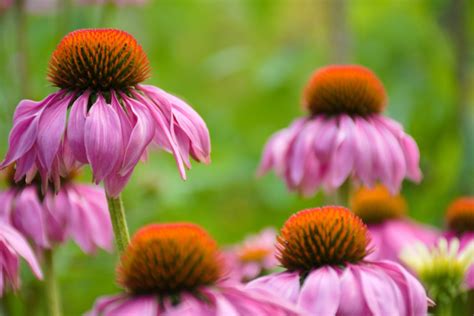 Echinacea Propriet Benefici E Usi Di Un Antibiotico Naturale Wise