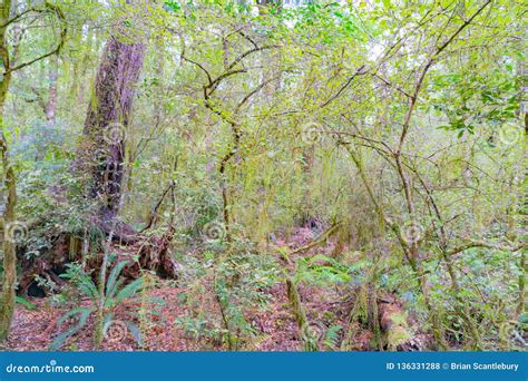 New Zealand Native Bush Stock Photo Image Of Ferns