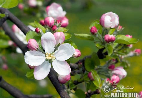 Malus Photos Malus Images Nature Wildlife Pictures Naturephoto