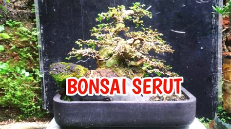 Bonsai Serut Inspirasi Bonsai Koleksi Mas Amin Youtube