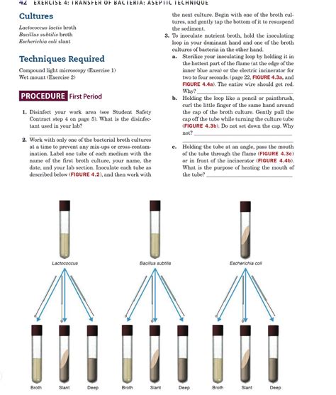 Solved Exercise Transfer Of Bacteria Aseptic Chegg