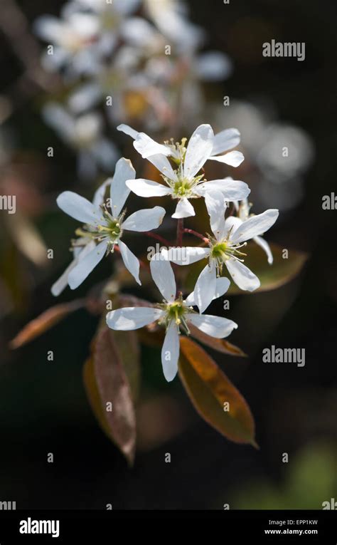 Amelanchier Lamarckii Also Know As Snowy Mespilus Stock Photo Alamy