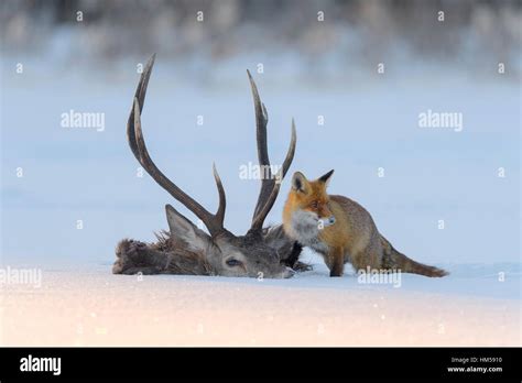 Red Fox Vulpes Vulpes By The Carcass Of A Red Deer That Fell Into The Ice Frozen Lake