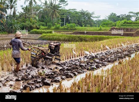 Ubud Bali Island Indonesia March 25 2017 Indonesian Farmer Man