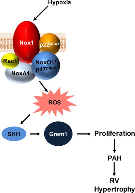 Schematic Diagram Showing Nox Grem Activation Pathway In Ec