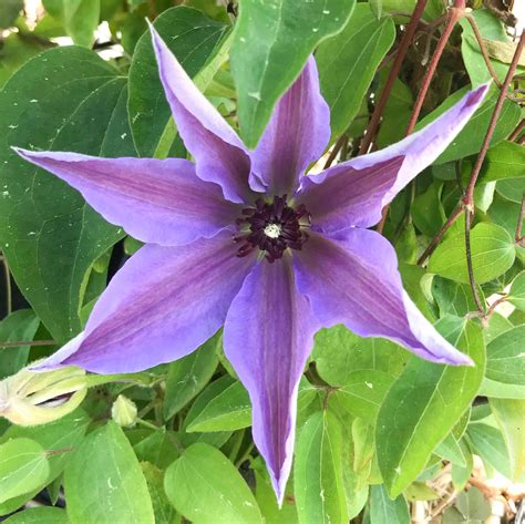 Clematis Blue Ravine Alfred Forster Ag