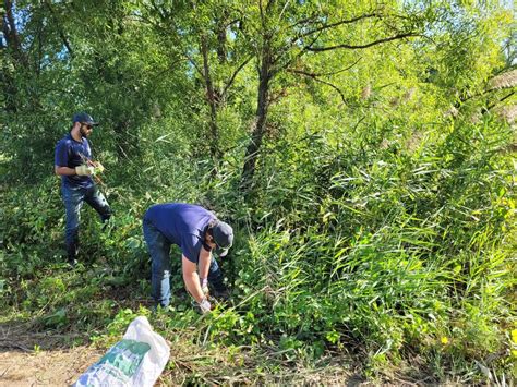 CONTRÔLE DES PLANTES EXOTIQUES ENVAHISSANTES À BÉCANCOUR Comité ZIP